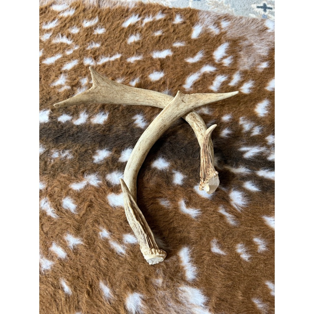 Deer Antler Set of 2 Rustic Cabin Decor Crafting Supplies Brown